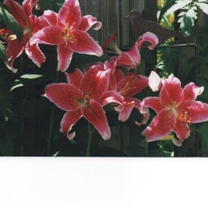 Meet your Posher, Donna